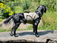 Dog Cooling Vest Iceland Khaki Coud 7 - Kühlweste
